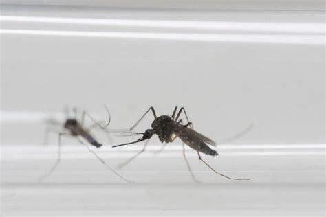 Zika Was Soaring Across Cuba Few Outside The Country Knew The New