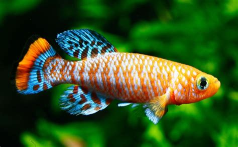 15 Exotic Freshwater Aquarium Fish Petsoid