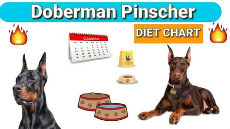 Best dog foods for the dobermans. Doberman Diet Plan | in Hindi | Doberman pinscher diet chart - 4K Fitness Lovers