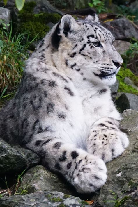Free Image On Pixabay Snow Leopard Dormant Predator In 2020 Snow