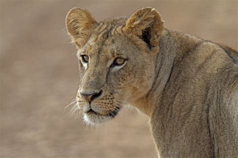 Lioness Simba In Swahili Nairobi National Park Kenya B Flickr