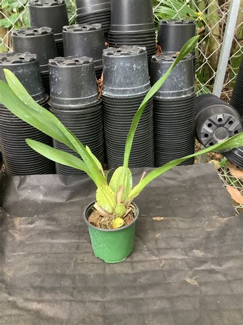 Oncidium Sphaselatum 4 Pot Blooming Size Ebay