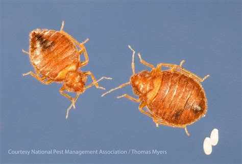 Bed Bugs Pest Control Tips From Exterminators Bed Bugs Bed Bug