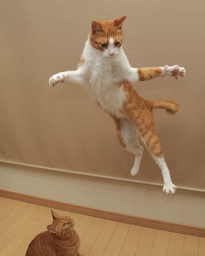 Kotaro Cats Jumping Cat Flying Cat