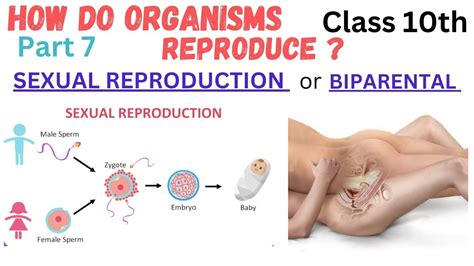 Sexual Reproduction Introduction L7how Do Organisms Reproduce