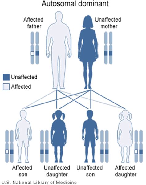 Autosomal recessive disorders are typically not seen in every generation of an affected family. Patterns of inheritance — University of Leicester