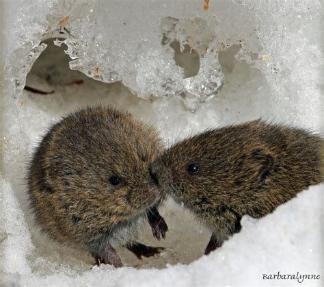 Meadow Voles Snow Tunnels Into The Wild Pinterest