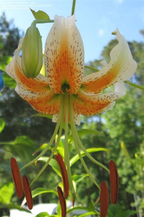 Plantfiles Pictures Trumpet Lily White Henryi Lilium By Donnamack