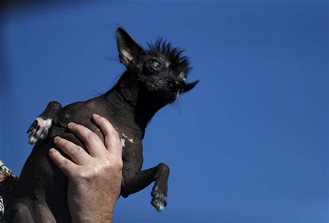 Worlds Ugliest Dog 2016 Blind Chihuahua Chinese Crested Mix Sweepee