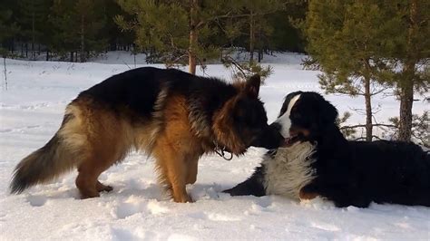 Bernese Mountain Dog And German Shepherd Playing In The Snow Funnydogtv
