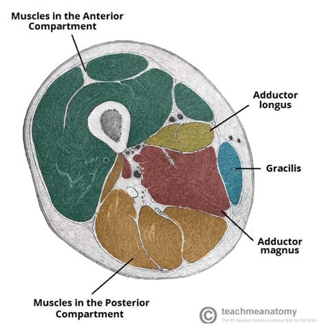 • skin • fascia lata, which is a thick band of connective tissue that wraps superficially around the clinical correlations are presented to integrate anatomy with the pathophysiologic basis of disease. Muscles of the Thigh - Anterior - Medial - Posterior - TeachMeAnatomy