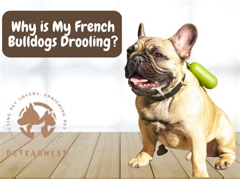 French Bulldog Excessive Drooling 10 Reasons Why Its Not Normal And