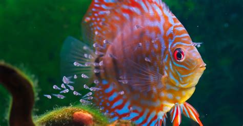 Discus Fish Facts | AZ Animals