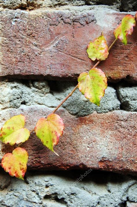 Bright Yellow Creeper Plant On A Old Brick Wall — Stock Photo © Elet1