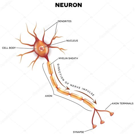Diagram of the human nervous system (infographic). Labeled diagram of the neuron — Stock Vector © megija ...