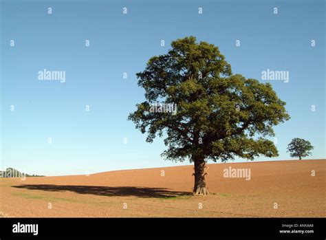 Lone Tree Standing In Ploughed Field Herefordshire England Uk Europe