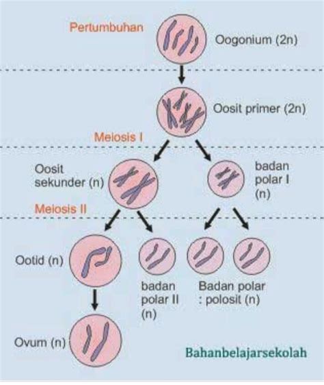 Sistem Gerak Manusia Science Quiz Quizizz