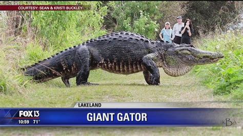 Video Of Giant Florida Alligator Goes Viral Youtube