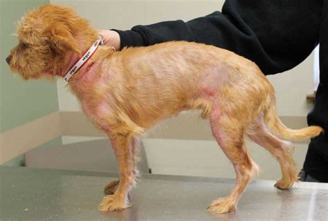 Alopecia In Dogs Causes And Treatment Methods Pets Feed