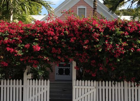 Find different plants, ranging from. Design School: Planting for Privacy - Grow Beautifully