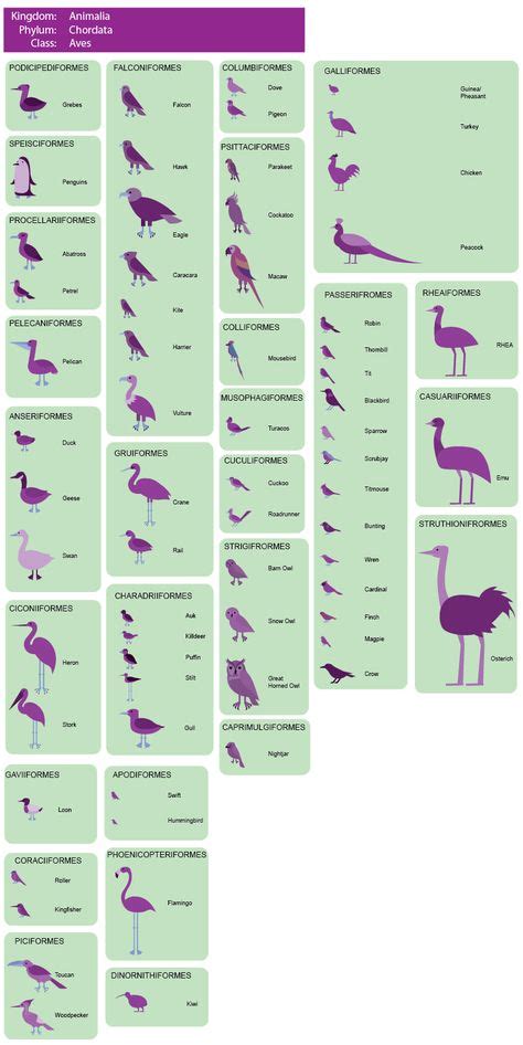 7 Bird Classification Ideas Bird Phylogenetic Tree Evolution