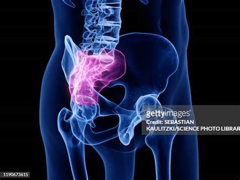 Sacroiliac Joint Photos And Premium High Res Pictures Getty Images