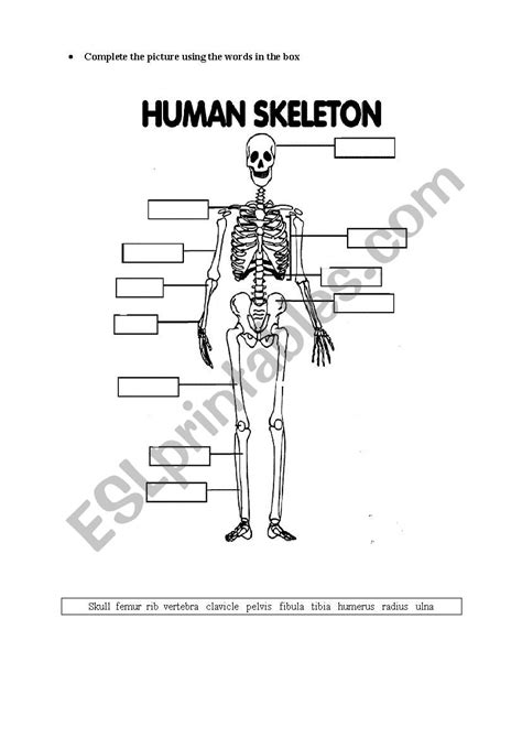 The Human Skeleton Worksheet