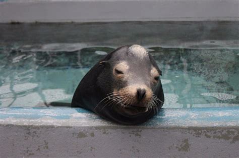 Toxic Algae Hurting Sea Lion Brains The Columbian
