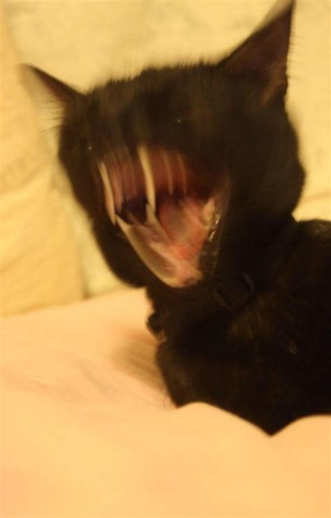 Cursed Cats Dank Memes Amino