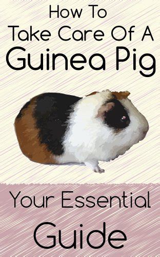 How To Take Care Of A Guinea Pig Your Essential Guide Ebook J Mark