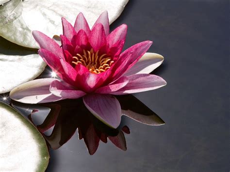 Significado de la Flor de loto Conoce el simbolismo de esta enigmática flor