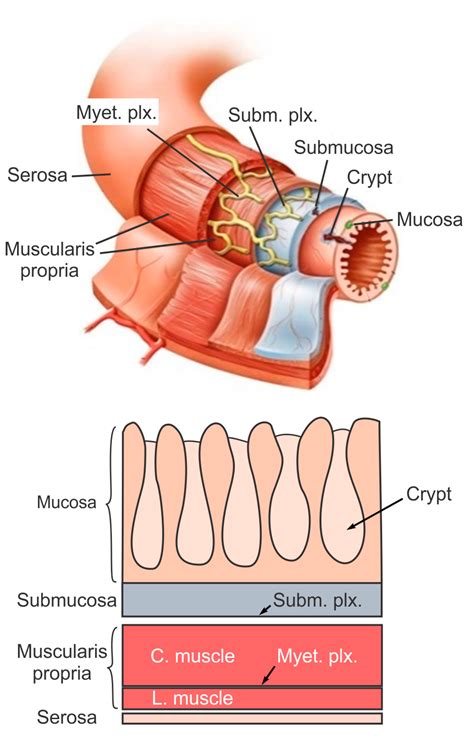 Bioengineering Free Full Text The Macro And Micro Mechanics Of The