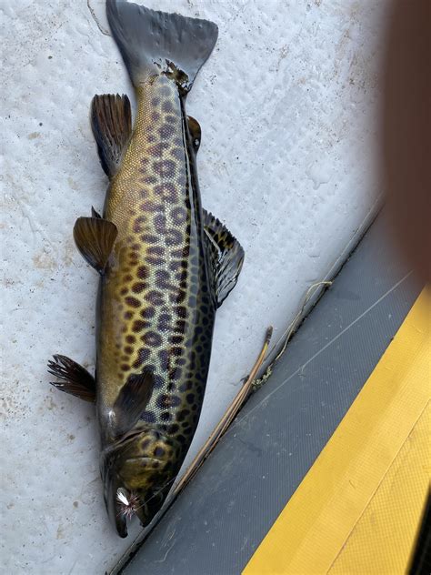 Tiger Trout Caught Outside Escalante Ut Safely Released Rfishing