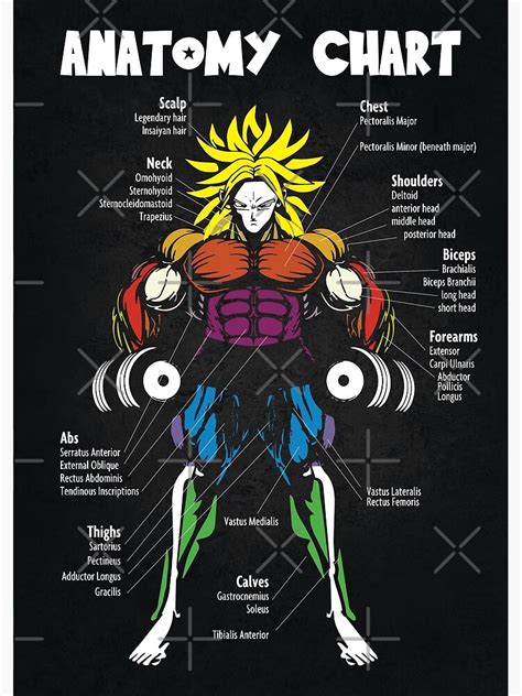 Anatomy Muscle Chart Diagram Poster By Gohanflex Redbubble