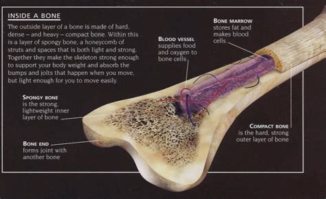 Femur Bone Inside Anatomy
