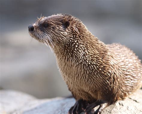 The River Otter A Playful And Inquisitive Mammal Celestialpets