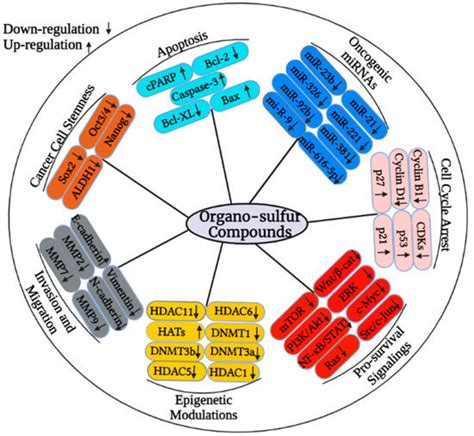 Cancers Free Full Text Prospective Epigenetic Actions Of Organo