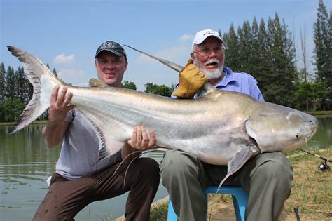 International Fishing News Thailand Huge 100 Lb Chaophraya Giant Catfish