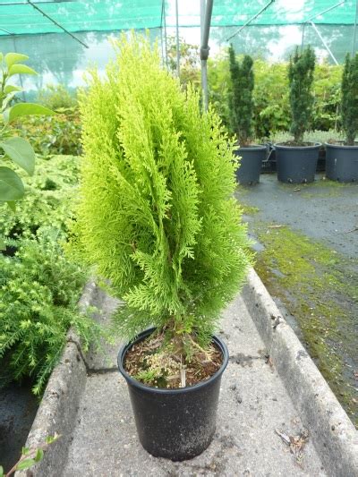 Thuja Orientalis Aurea Nana Nienhuis Boomkwekerijen