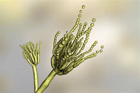 Roqueforti Do Penicillium Dos Fungos Ilustração Stock Ilustração De