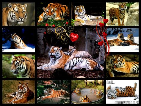 Gambar Tigerclan Gambar Harimau Collage Hd Wallpaper Stained Glass