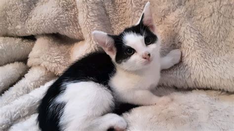 Six Beautiful Kitten Boys For Sale In Rowley Regis West Midlands