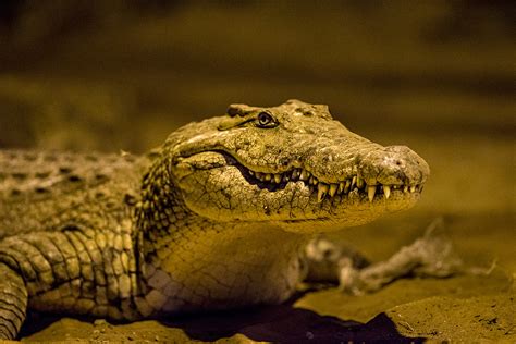 Nachtaufnahme, Krokodil Foto & Bild | tiere, wildlife, säugetiere Bilder auf fotocommunity