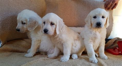 Lexie is a very sweet golden retriever mama with some beautiful babies! Golden Retriever Puppies For Sale | Charlotte, NC #287080