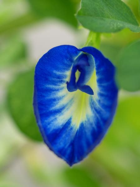 Kembang atau bunga telang (clitoria ternatea), adalah tumbuhan merambat yang biasa ditemukan di pekarangan atau tepi hutan. TanamSendiri.com -- Grow Your Own: Benih Untuk Dijual ...