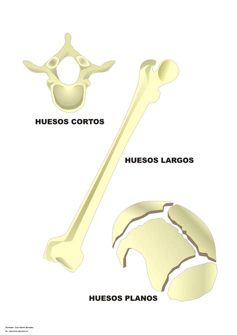 Tipos De Huesos En El Ser Humano Curriculum Nacional Mineduc Chile