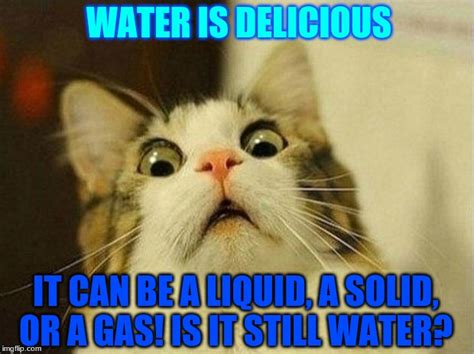 26 Cat Memes Liquid Factory Memes
