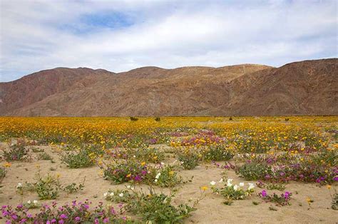 Velg blant mange lignende scener. Desert Wildflowers - When will they bloom? DesertUSA