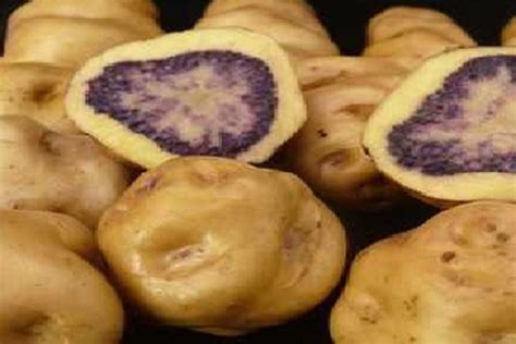 Peru Exports 500 Tons Of Native Potatoes A Year News Andina Peru