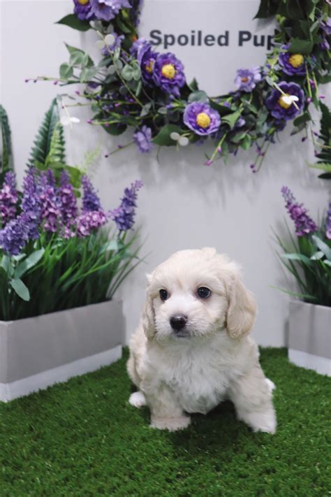 Check out our puppy finder! Cockapoo Puppies For Sale | Las Vegas, NV #276754